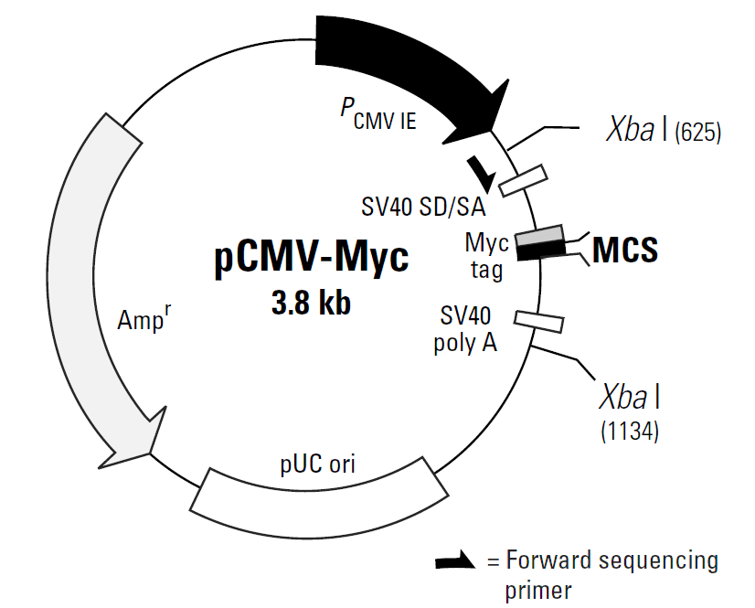 pCMV-Myc 载体图谱